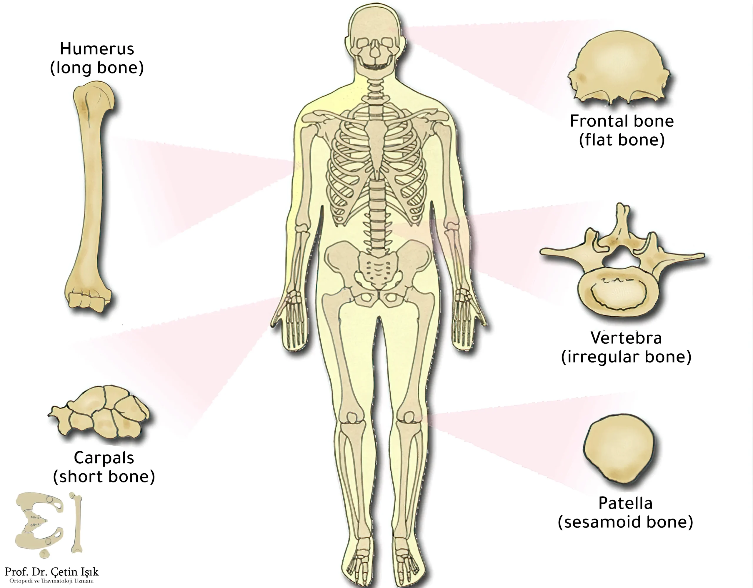 Bone and classification, functions of bone | CHAPTER 2 | Anatomy and Physiology