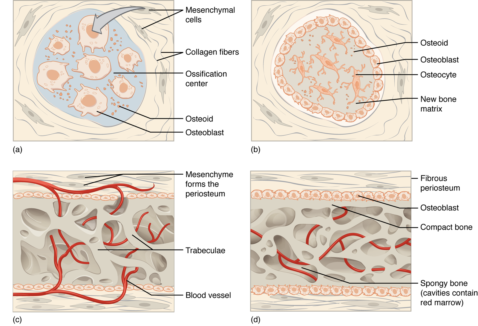 Bone ossification | CHAPTER 2 | Anatomy and Physiology