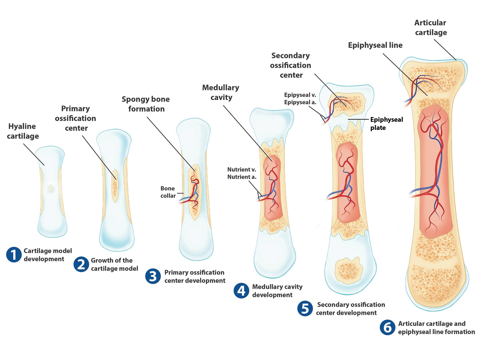 Bone ossification | CHAPTER 2 | Anatomy and Physiology