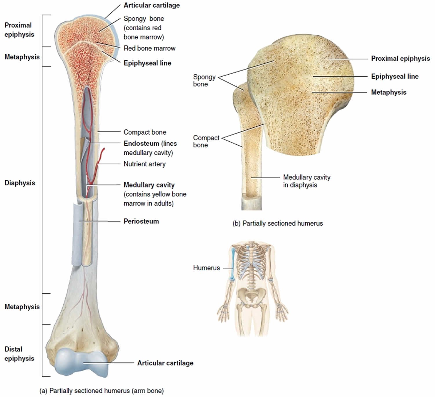Macroscopic Structures of Long Bone | CHAPTER 2 | Anatomy and Physiology
