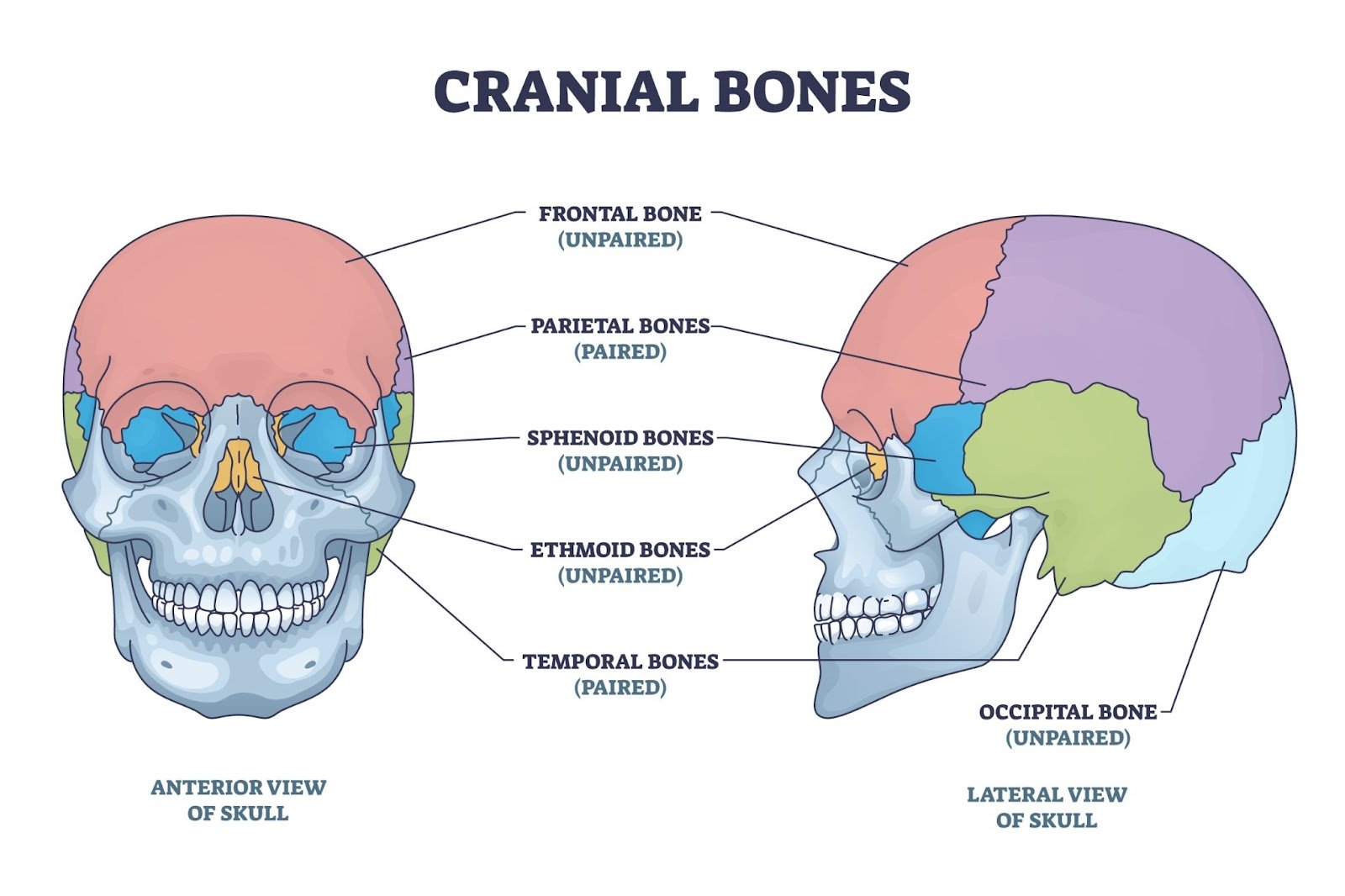 Macroscopic Structures of Long Bone | CHAPTER 2 | Anatomy and Physiology