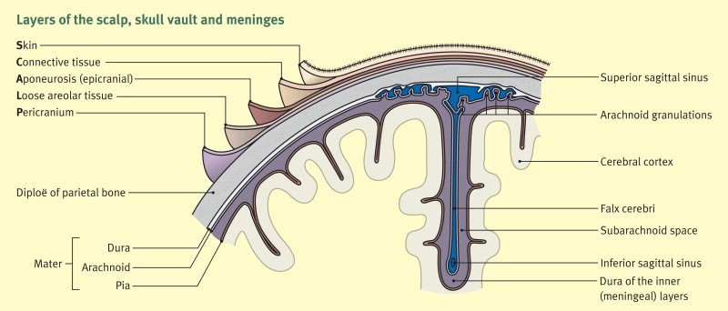 Concept about Scalp | CHAPTER 2 | Anatomy and Physiology