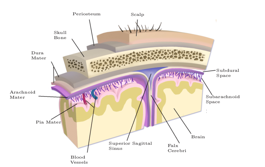 Concept about Scalp | CHAPTER 2 | Anatomy and Physiology