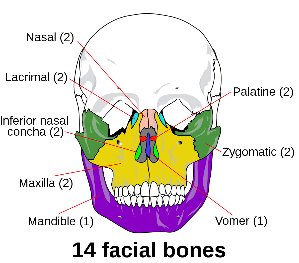 Skull and facial bones | CHAPTER 2 | Anatomy and Physiology