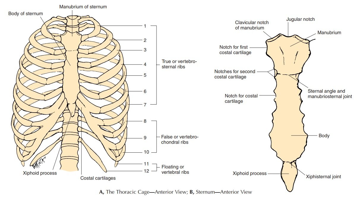 Bones of the thorax | CHAPTER 2 | Anatomy and Physiology