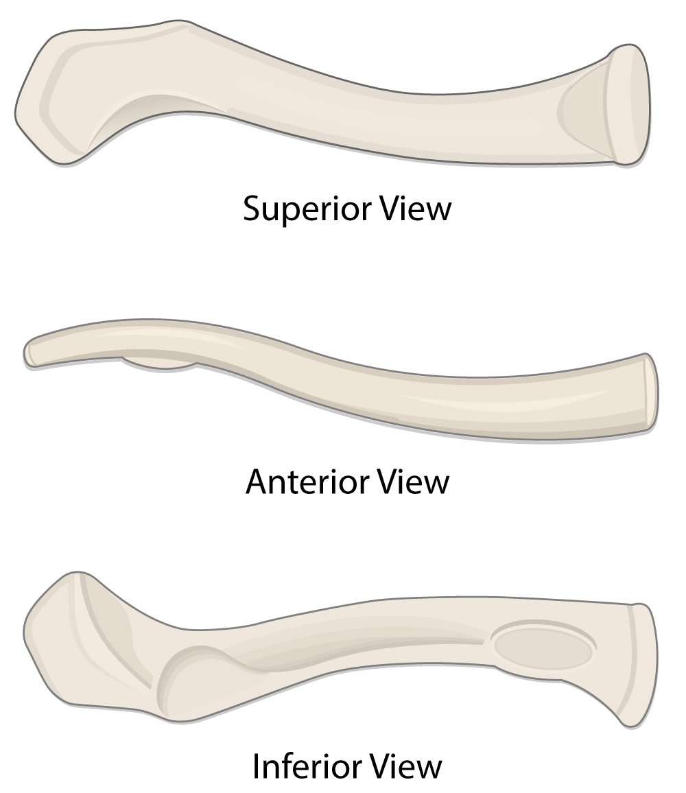 Concept about Clavicle | CHAPTER 2 | Anatomy and Physiology
