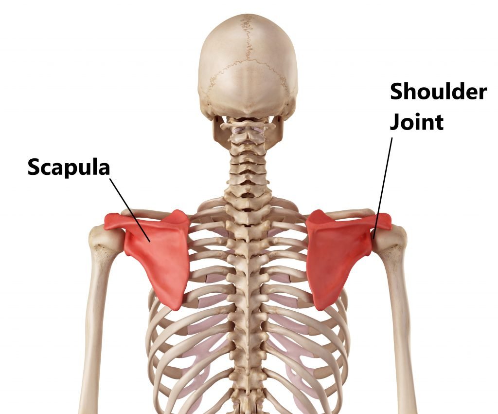 Concept about Clavicle | CHAPTER 2 | Anatomy and Physiology