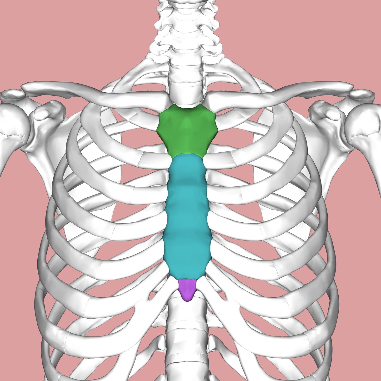 Concept about Sternum | CHAPTER 2 | Anatomy and Physiology