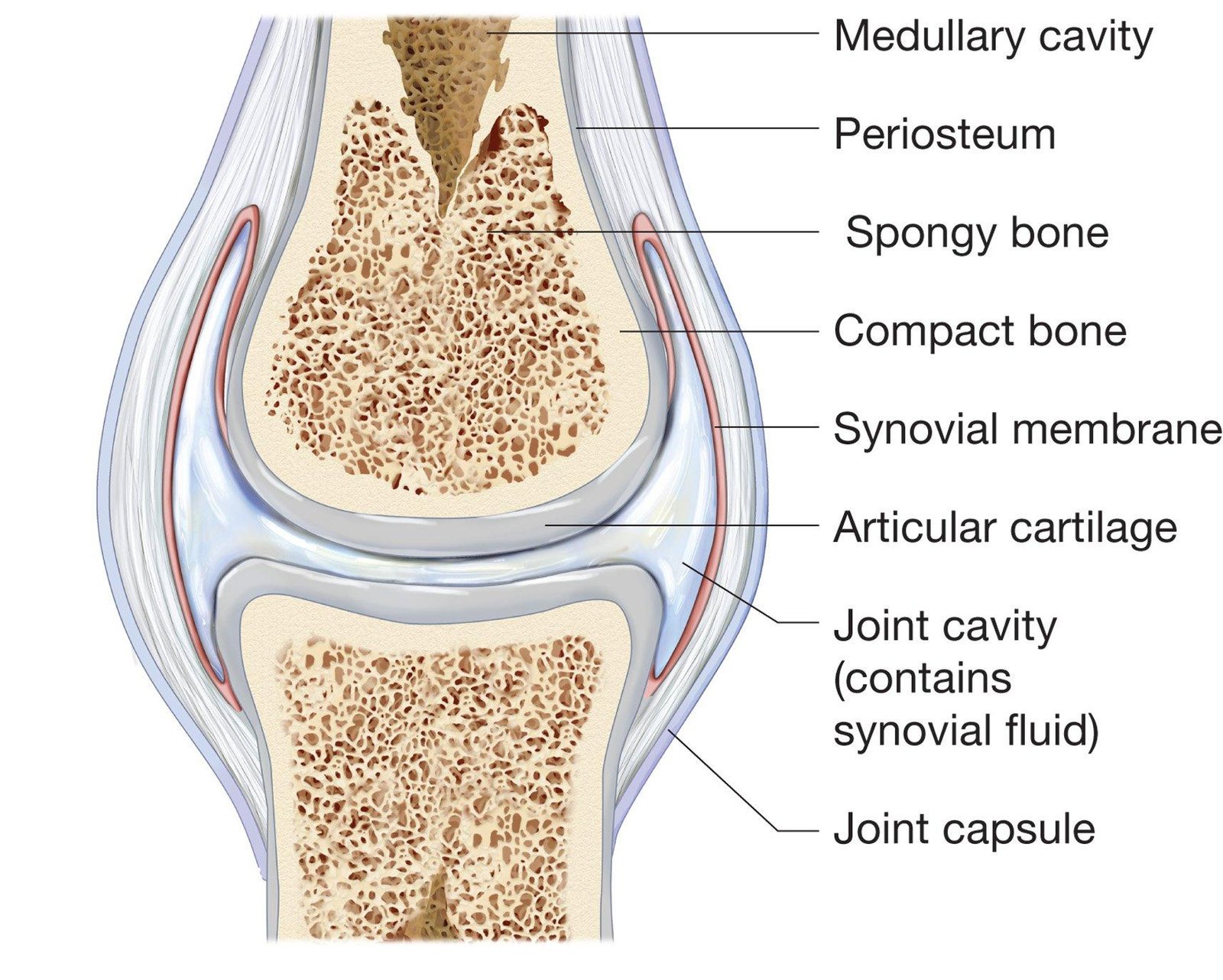 Joint and Classification , function of joint | CHAPTER 2 | Anatomy and Physiology