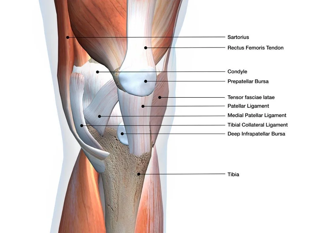 The synovial joint | CHAPTER 2 | Anatomy and Physiology