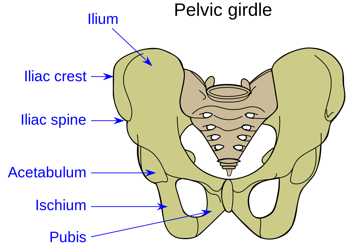 The bones of the pelvic | CHAPTER 2 | Anatomy and Physiology