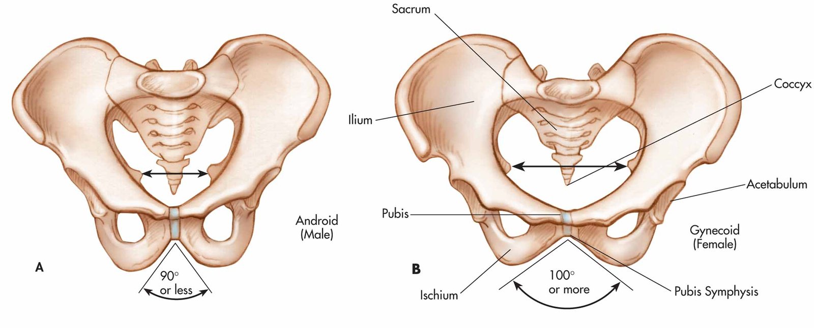 The bones of the pelvic | CHAPTER 2 | Anatomy and Physiology