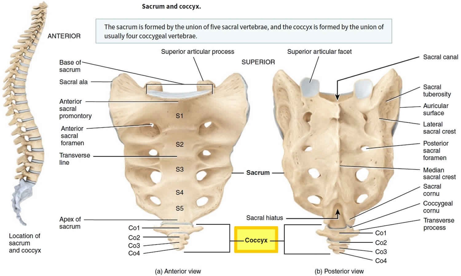 Vertebral column | CHAPTER 2 | Anatomy and Physiology