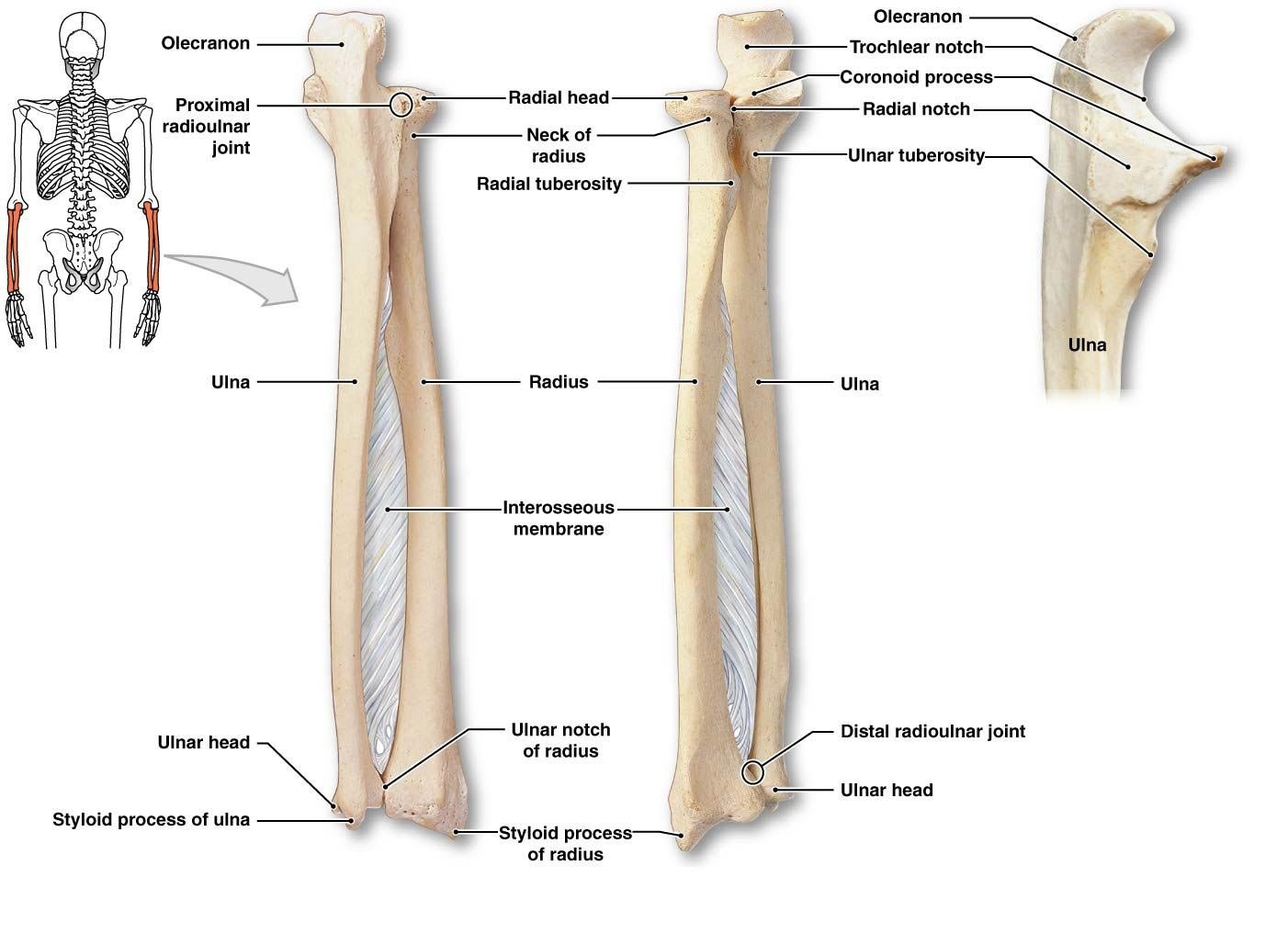Radius and ulna | CHAPTER 2 | Anatomy and Physiology