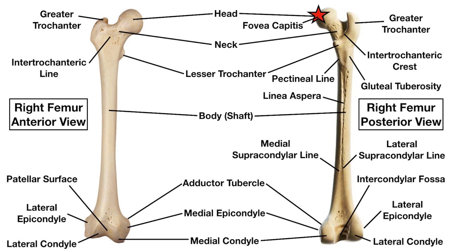 Concept about Femur | CHAPTER 2 | Anatomy and Physiology