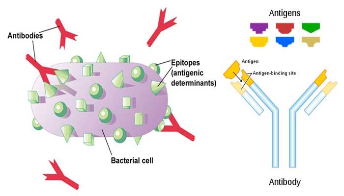 Innate Immunity and Acquired Immunity