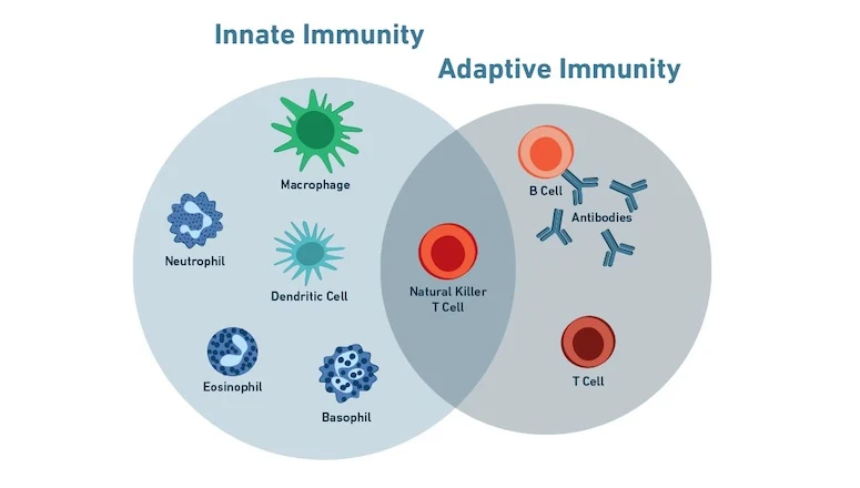 Innate Immunity and Acquired Immunity