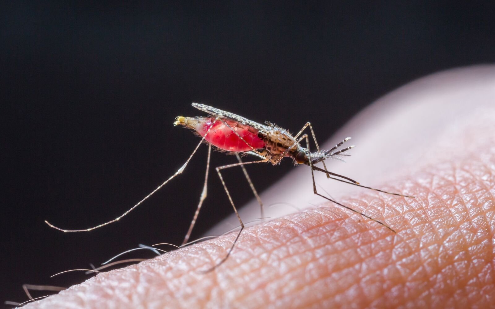 Definition of Malaria | CHAPTER 6 | Pediatric Nursing