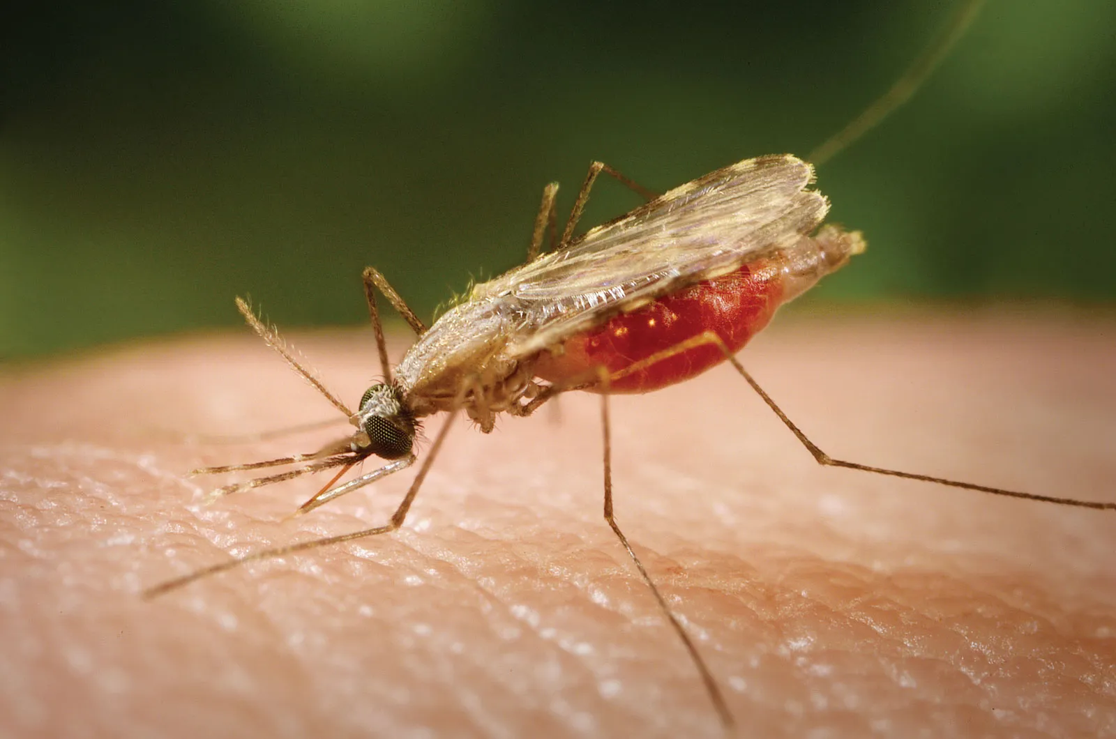 Definition of Malaria | CHAPTER 6 | Pediatric Nursing
