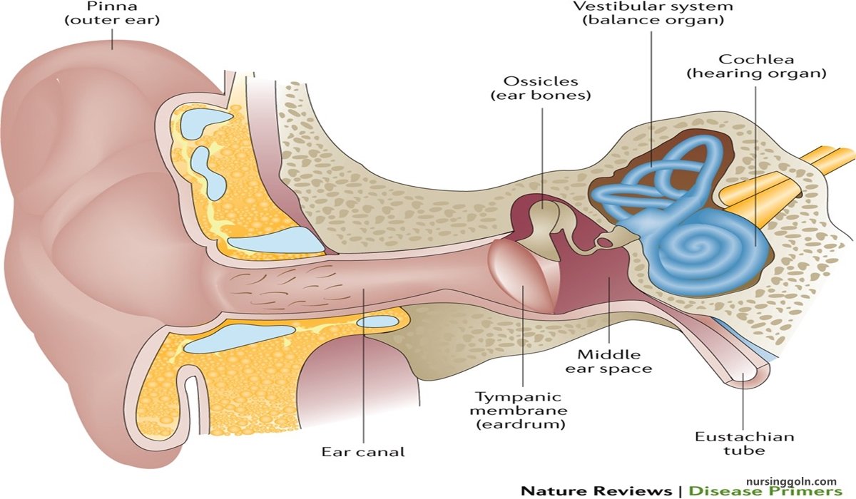Otitis Media | CHAPTER-10 | Medical and Surgical Nursing