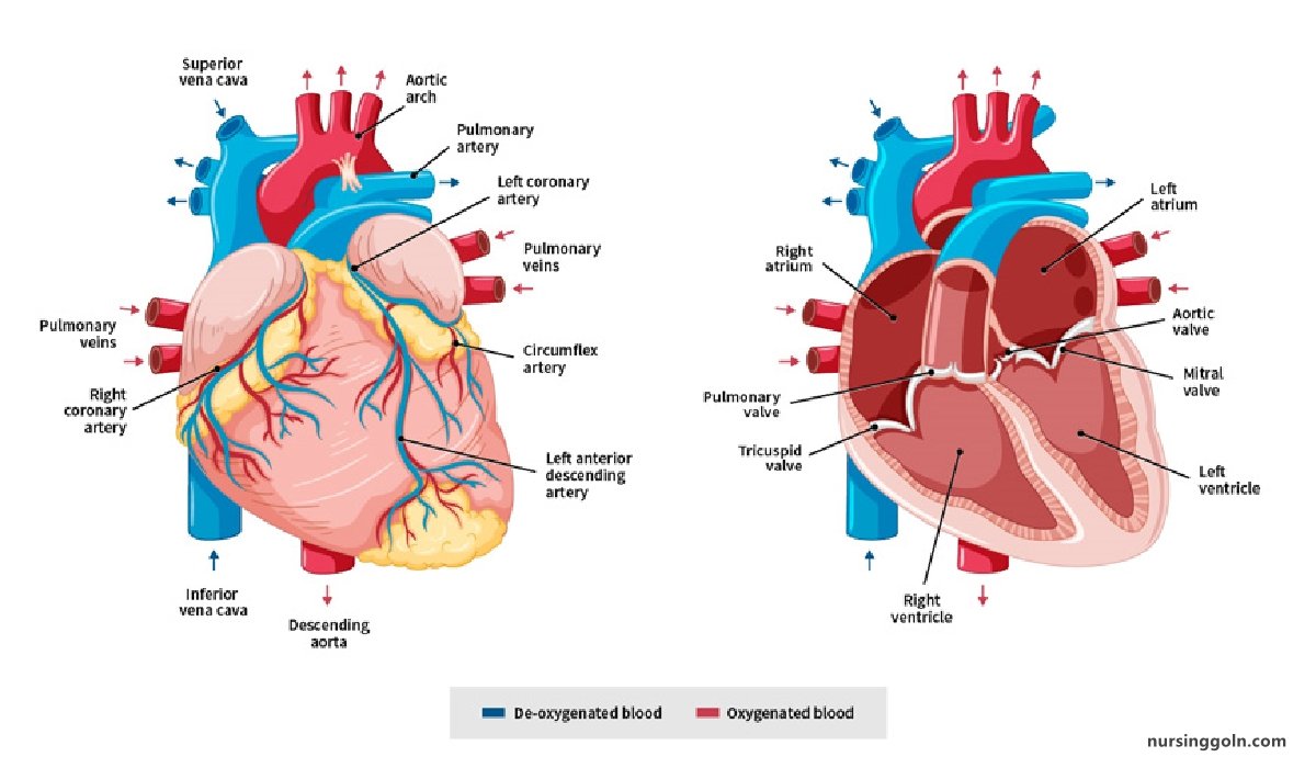 Vulvular Heart Disease /Problems | CHAPTER-13 | Medical and Surgical Nursing