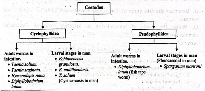 Worm infestation | CHAPTER 6 | Pediatric Nursing