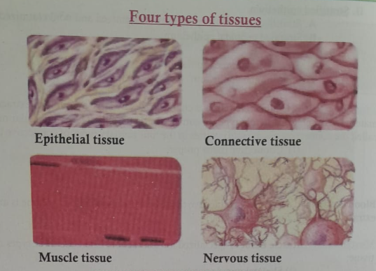 Concept of Tissues | CHAPTER 1 | Anatomy and physiology