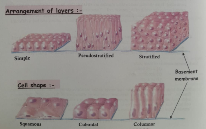 Concept of Tissues | CHAPTER 1 | Anatomy and physiology
