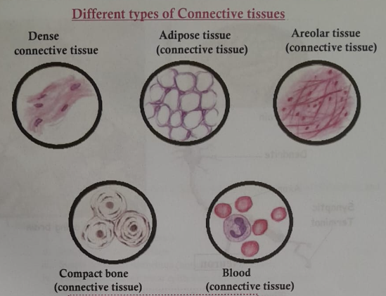 Concept of Tissues | CHAPTER 1 | Anatomy and physiology