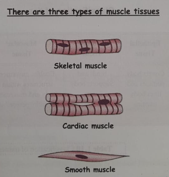 Concept of Tissues | CHAPTER 1 | Anatomy and physiology