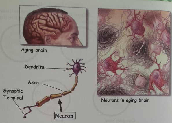 Concept of Tissues | CHAPTER 1 | Anatomy and physiology