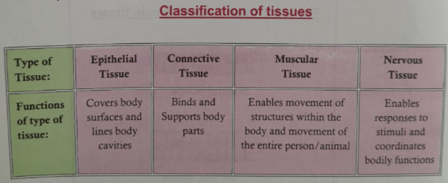 Concept of Tissues | CHAPTER 1 | Anatomy and physiology