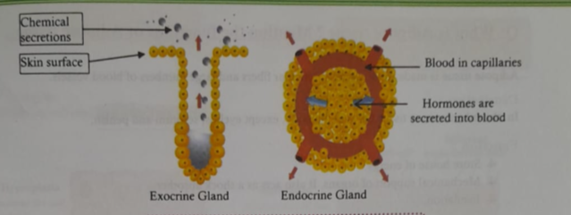 Concept of Gland | CHAPTER 1 | Anatomy and physiology