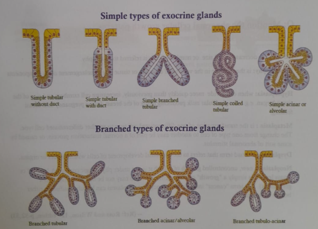 Concept of Gland | CHAPTER 1 | Anatomy and physiology