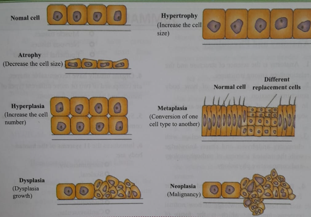 Adipose tissue | CHAPTER 1 | Anatomy and physiology