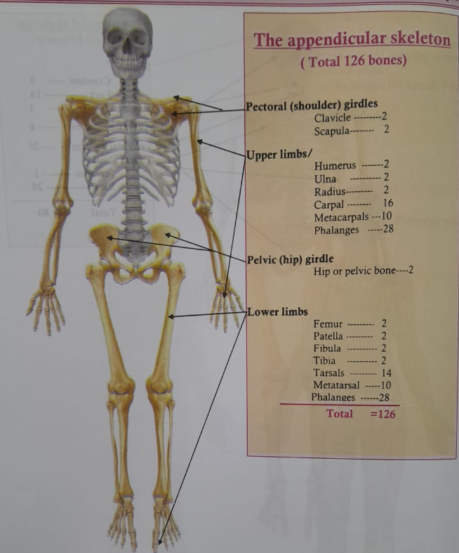Concept of Skeleton | CHAPTER 2 | Anatomy and physiology