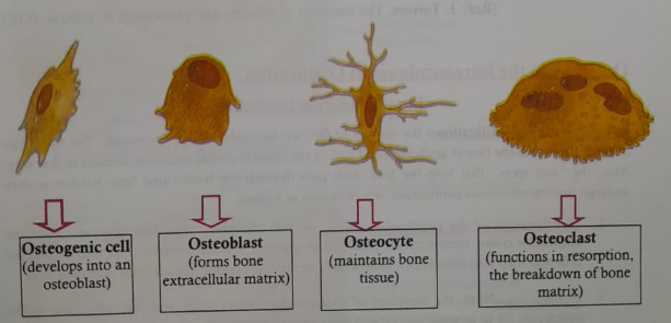 Bone cell | CHAPTER 2 | Anatomy and Physiology