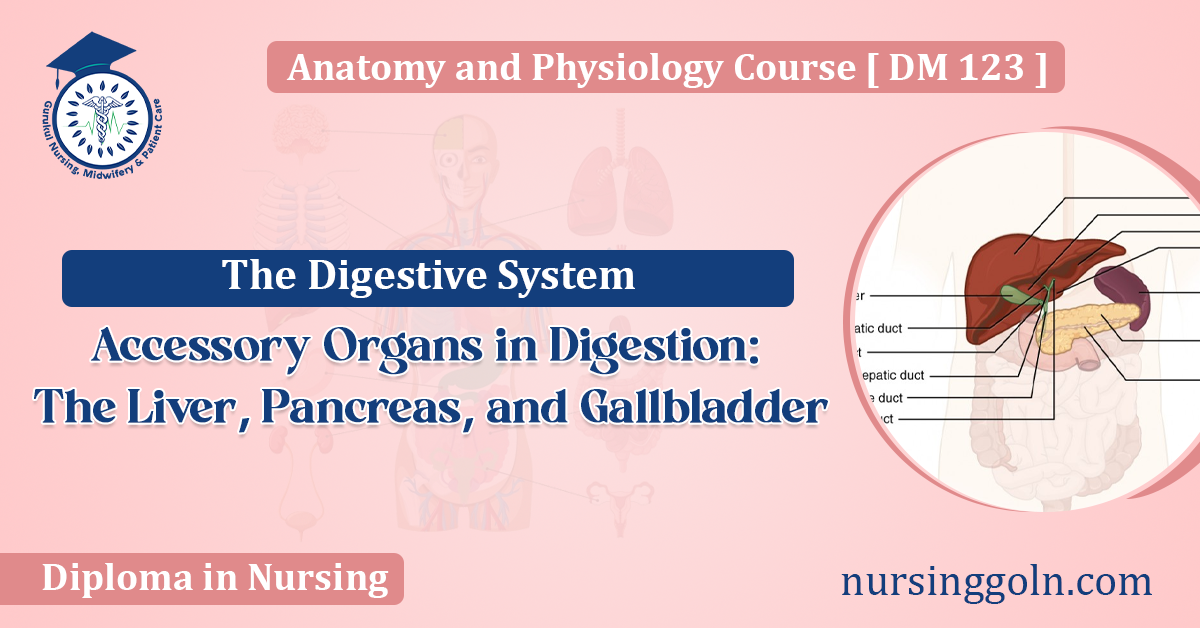 Accessory Organs in Digestion