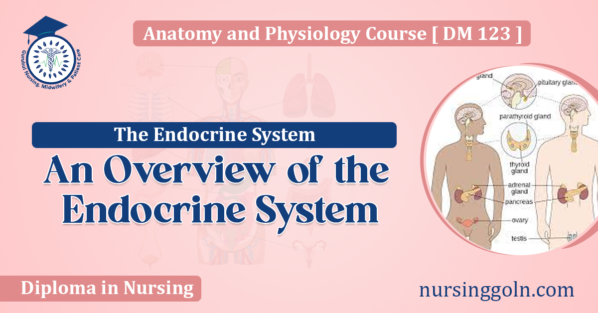 An Overview of the Endocrine System