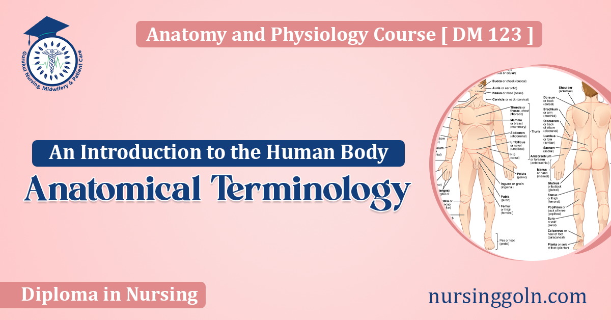 Anatomical Terminology