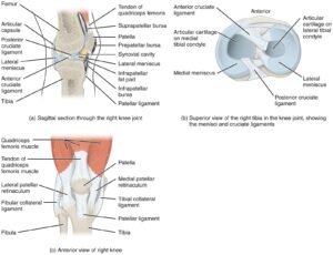 Anatomy of Selected Synovial Joints 2