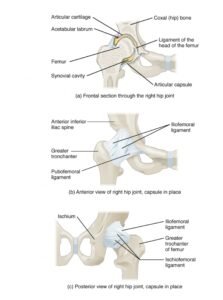 Anatomy of Selected Synovial Joints 3