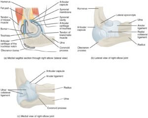 Anatomy of Selected Synovial Joints 4