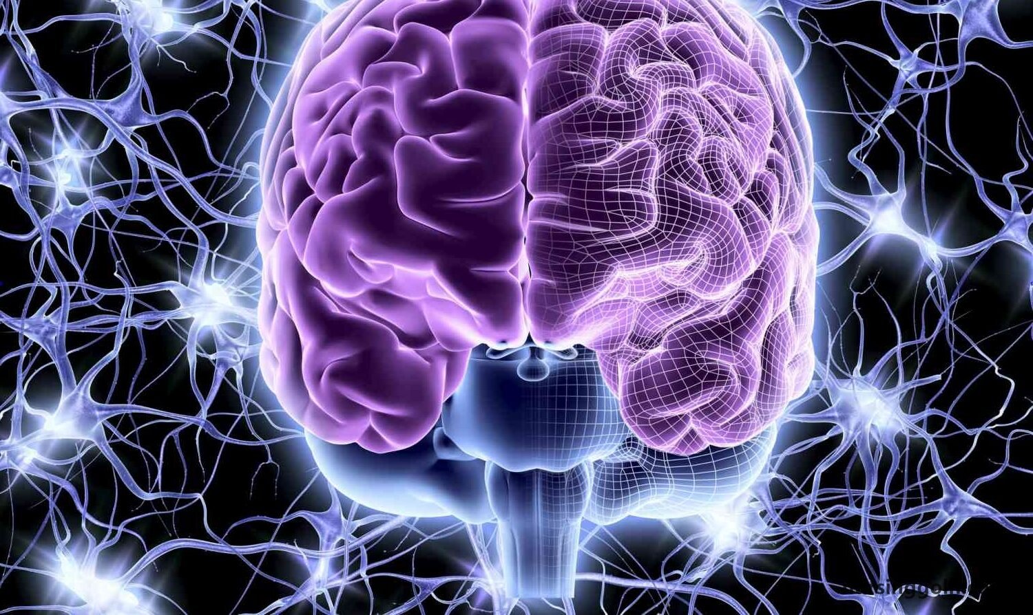 Circulation and the Central Nervous System
