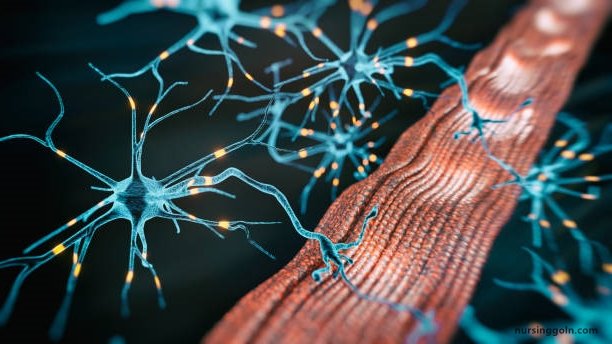 The Sensory and Motor Exams: The Neurological Exam