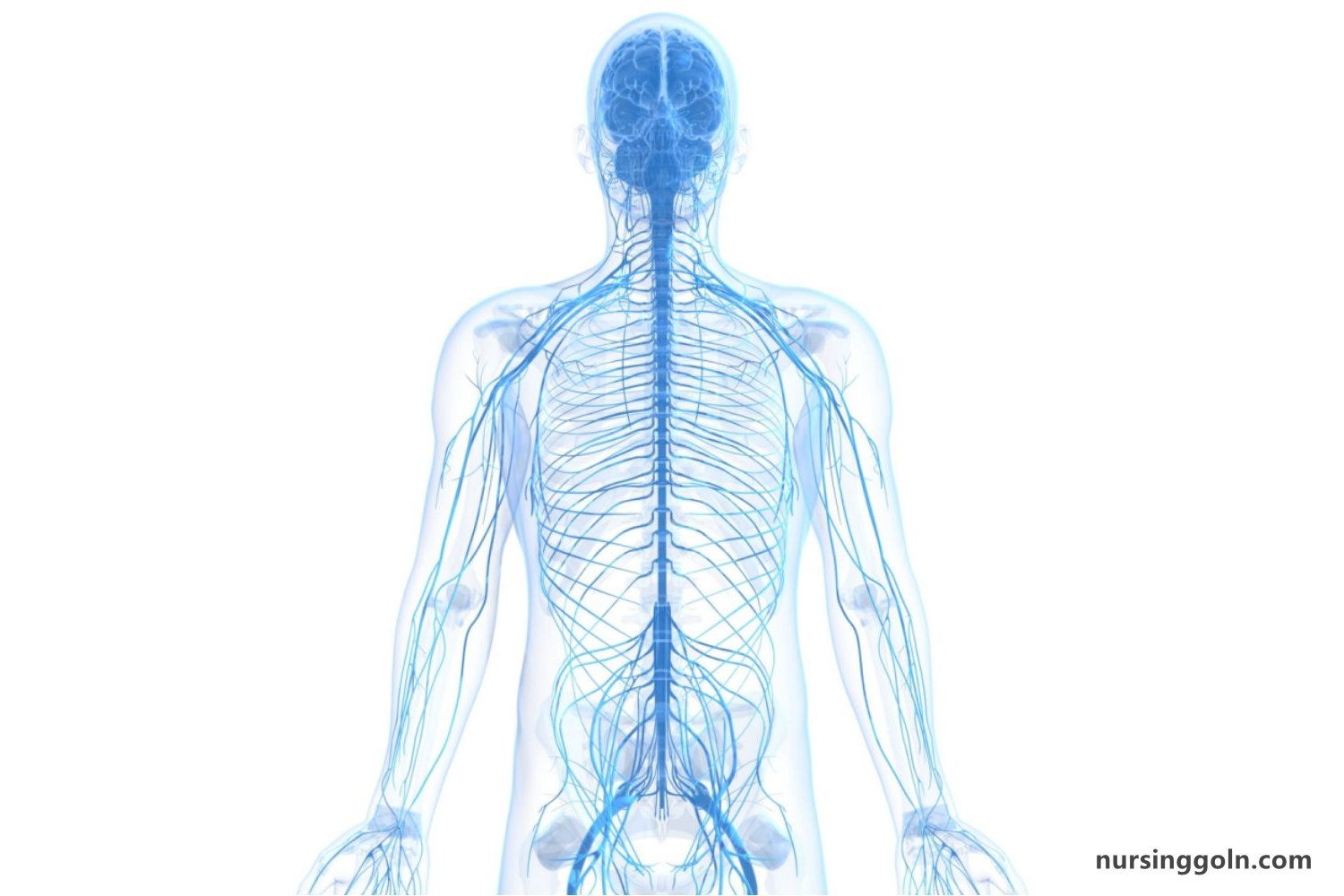 The Mental Status Exam: The Neurological Exam