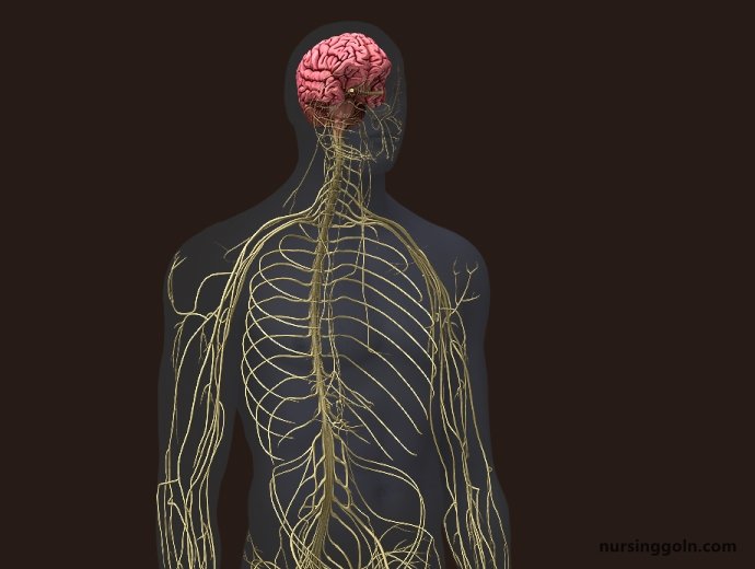 The Coordination and Gait Exams: The Neurological Exam