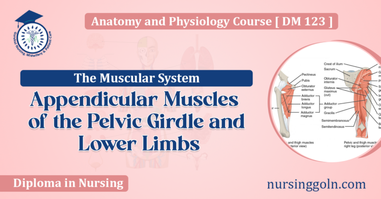 Appendicular Muscles of the Pelvic Girdle and Lower Limbs