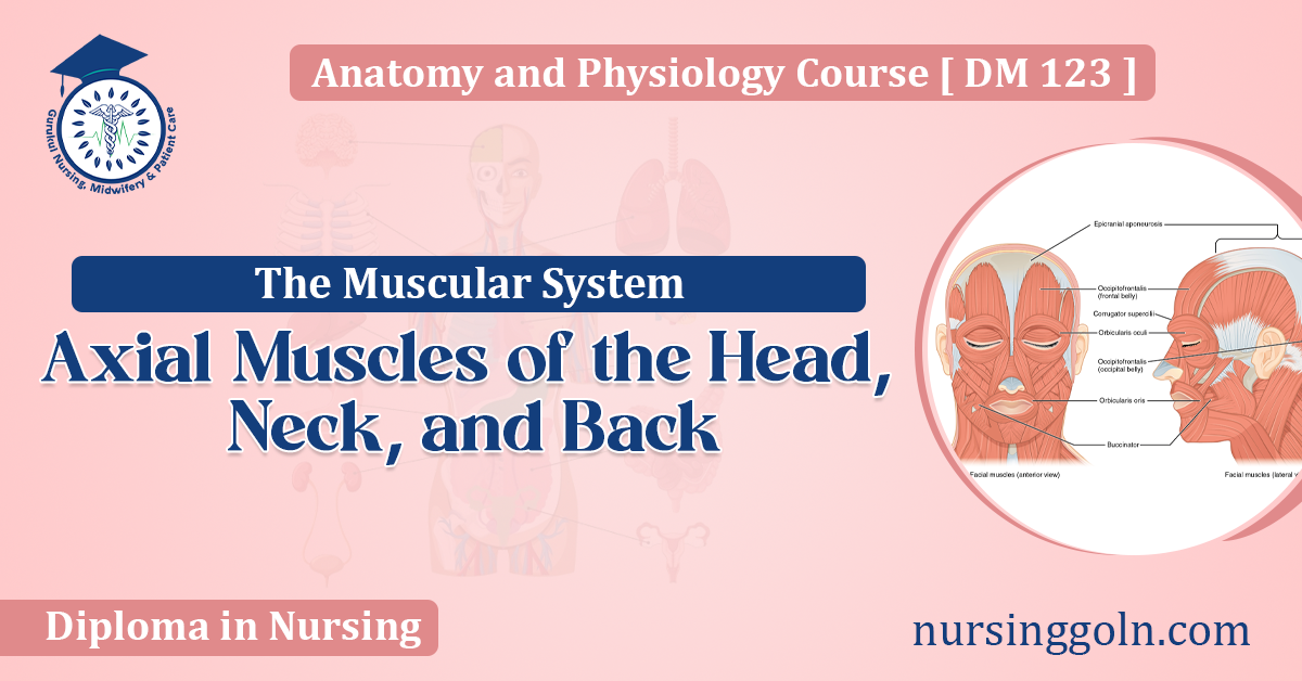 Axial Muscles of the Head, Neck, and Back