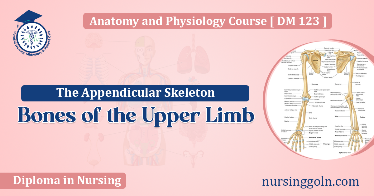 Bones of the Upper Limb: An Overview of The Appendicular Skeleton